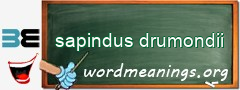 WordMeaning blackboard for sapindus drumondii